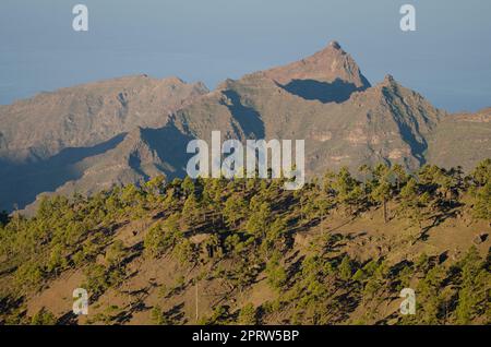 Wald von Kiefern und Klippen der Kanarischen Inseln. Stockfoto