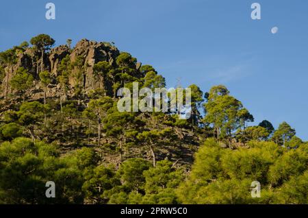 Der Wald der Kiefern der Kanarischen Inseln. Stockfoto