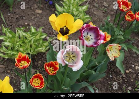 Eine Vielzahl von Tulpen in verschiedenen Farben, die in einem lokalen Garten zu finden sind. Das Bild wird an klaren Tagen aufgenommen Stockfoto