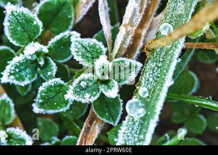 Eiskristalle auf noch grünen Pflanzen. Nahaufnahme von gefrorenem Wasser. Makroaufnahme Stockfoto