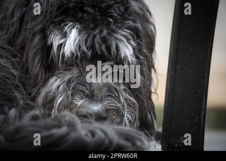 Golddoodle liegt auf einer Holzterrasse. Hybridenhund zusammengerollt und geschwungenes Fell Stockfoto