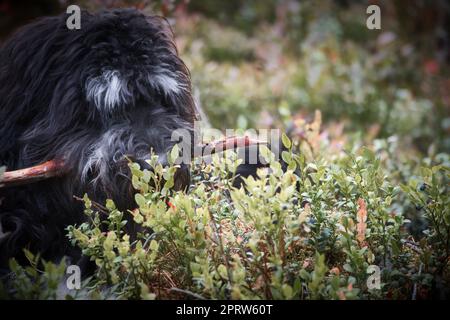 Golddoodle liegt mit einem Stock im Blaubeerfeld in einem Wald. Hybridhund Stockfoto