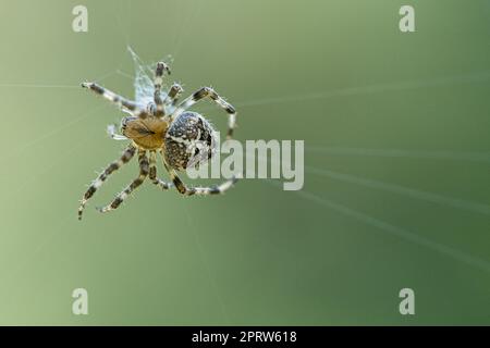 Kreuzspinne in einem Spinnennetz, lauert auf Beute. Unscharfer Hintergrund Stockfoto