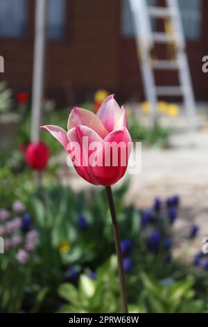 Ein Kopf einer Tulpe, auf dem sowohl lila als auch weiße Muster stehen Stockfoto