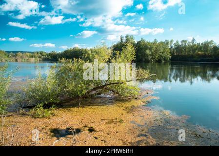 Biodiversität Haff Reimech, Feuchtgebiet und Naturschutzgebiet in Luxemburg, Teich umgeben von Schilf und Bäumen, Vogelbeobachtungspunkt Stockfoto