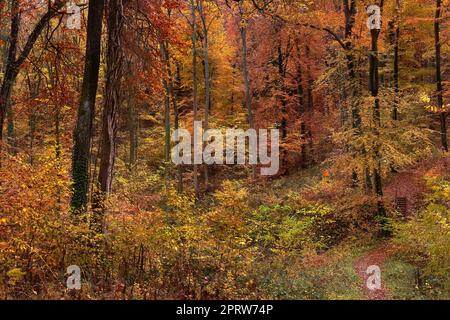 Herbstfarben im Wald Stockfoto