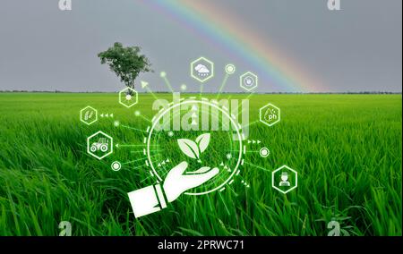 Intelligente Landwirtschaft mit modernem Technologiekonzept. Landschaft mit grünem Reisfeld, Regenbogen und Symbol für intelligente Landwirtschaft. Nachhaltige Landwirtschaft. Präzisionslandwirtschaft. Klimaüberwachung. Stockfoto