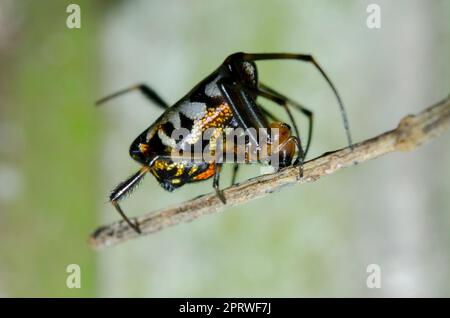 Birnenförmige Leukauge-Spinne, Opadometa fastigata, Klungkung, Bali, Indonesien Stockfoto