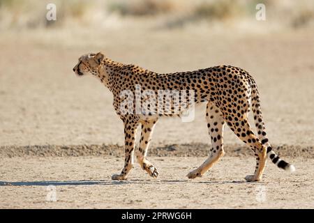 Ein Gepard (Acinonyx jubatus), der in der Kalahari-Wüste in Südafrika auf der Pirsch ist Stockfoto