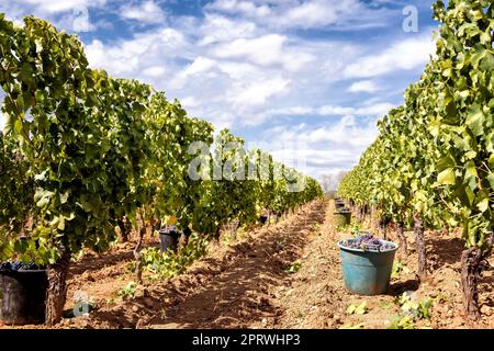 Weinlese in Cannonau. Körbe mit Trauben, die zwischen den Reihen des Weinguts geerntet werden. Landwirtschaft. Stockfoto