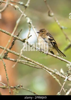 Ein junger Schaffinch auf einem Ast im Wald. Braun, grau, grünes Gefieder. Songbird Stockfoto