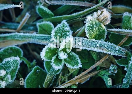 Eiskristalle auf noch grünen Pflanzen. Nahaufnahme von gefrorenem Wasser. Makroaufnahme Stockfoto