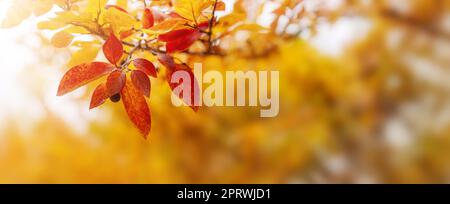Nahaufnahme des Astes mit bunten Blättern im herbstlichen Park Stockfoto