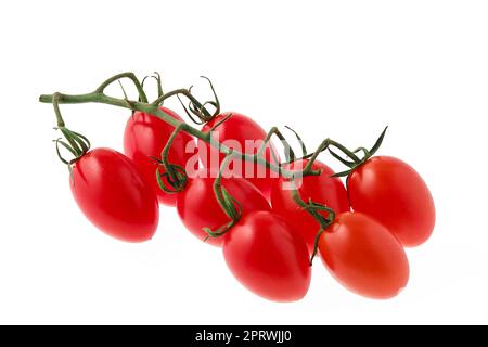 Cherry-Tomaten auf einem Ast Stockfoto