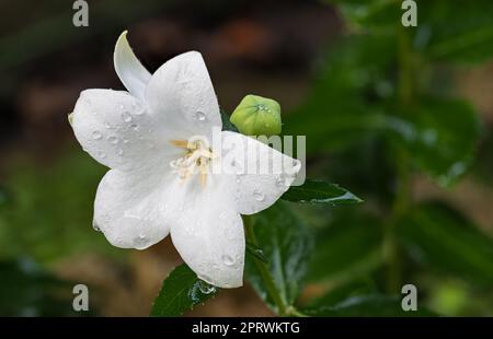 Verschließe einen tauben Ballonblütenkopf mit grünen Knospen und nassen Blättern. Platycodon grandiflorus. Wunderschöne Wassertropfen auf weißem chinesischen Glockenblütenkultivar. Stockfoto