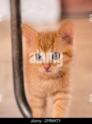 Wunderschönes, neugieriges Ginger Tabby Kätzchen auf verschwommenem Hintergrund. Felis silvestris catus. Nahaufnahme einer süßen kleinen Hauskatze, 8 Wochen alt, die am Stuhlbein stand. Stockfoto
