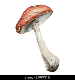 Geneigte Fly-Agaric-Darstellung isoliert auf weißem Hintergrund. Realistische botanische rote Giftpilze mit Punkten. Waldgebiet gefährliche Amanita-Muscaria Stockfoto