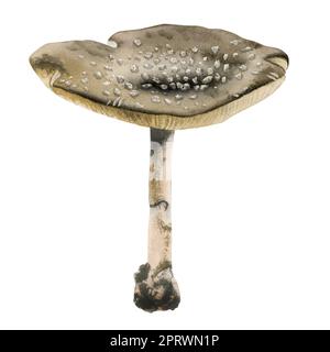 Fly Agaric Amanita Panther Kappe giftige Pilze auf dünnem Bein Aquarell Darstellung isoliert auf weißem Hintergrund. Braune falsche Blusher-Clipart. Stockfoto