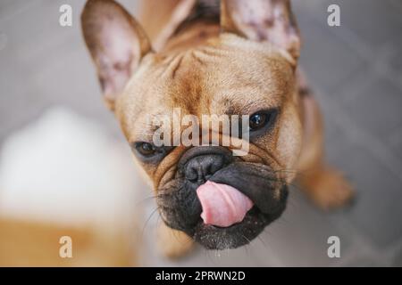 Ein süßer Hund, der Eis mit Verlangen ansieht und seine Lippen leckt. Lustige französische Bulldogge, die nach einem Leckerbissen fragt Stockfoto