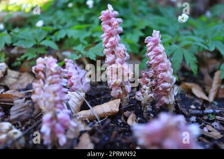 Lathraea squamaria, gewöhnlicher Zahnkraut. Wilde Pflanze im Frühling erschossen Stockfoto