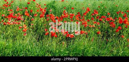 Weizenfelder mit Mohnblumen im Frühsommer. Naturfotos aus Dänemark. Stockfoto