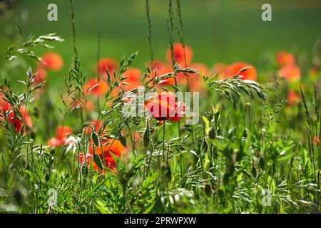 Weizenfelder mit Mohnblumen im Frühsommer. Naturfotos aus Dänemark. Stockfoto