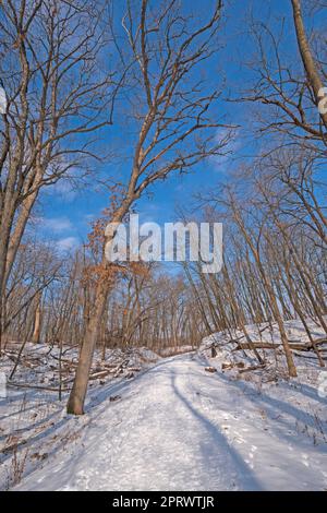 Ruhende Bäume über Einem Winter Trail Stockfoto