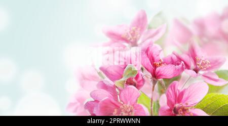 Kirschblüte Stockfoto