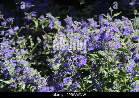 Blühender blaubart im Garten Stockfoto