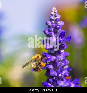 Gemeine Karderbiene auf einer violetten Salbeiblume Stockfoto