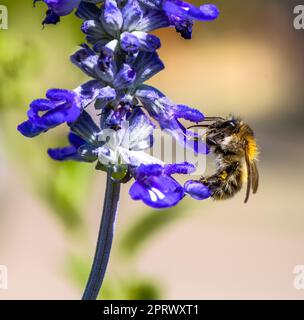 Gemeine Karderbiene auf einer violetten Salbeiblütenblüte Stockfoto