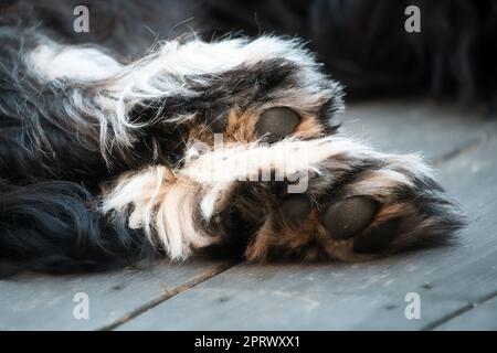 Golddoodle liegt auf einer Holzterrasse. Die braunen schwarzen Pfoten eines Hybridhundes Stockfoto