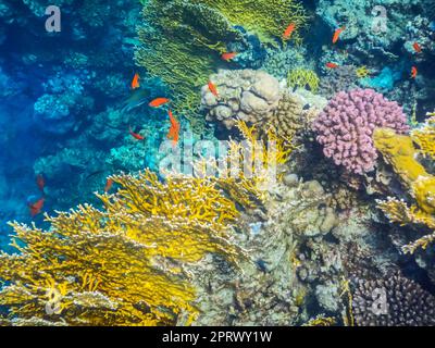 Erstaunliches farbenfrohes Korallenriff mit roten Fischen Stockfoto