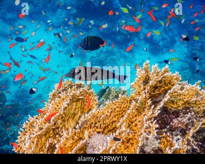 Wunderschönes Sealife beim Tauchen im Roten Meer im Urlaub Stockfoto