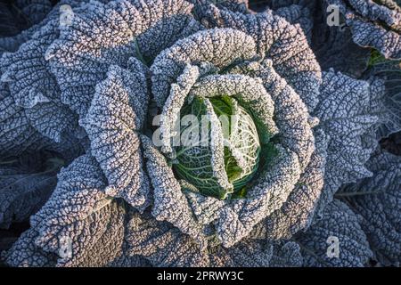 frostkohl aus wirsing im Garten Stockfoto