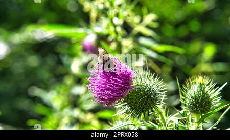 Biene auf rosa Distel in Nahaufnahme. Tierfoto mit Pflanze Stockfoto