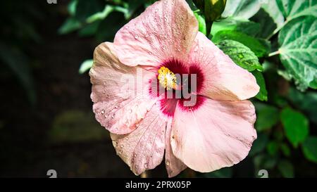 Hibiskusblüte mit wunderschönen Blütenblättern, einzeln auf einer Blumenwiese abgebildet. Stockfoto