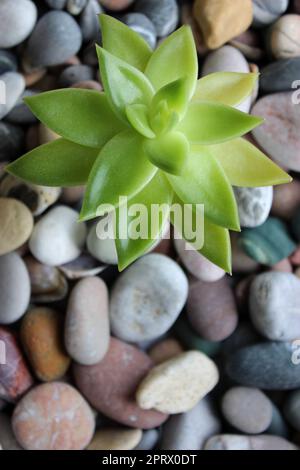 Money Tree Sprout wächst auf einem glatten vertikalen Foto mit Kiesstein für den Hintergrund Stockfoto