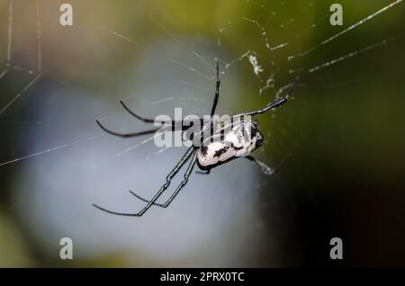 Birnenförmige Leukauge-Spinne, Opadometa fastigata, on Web, Klungkung, Bali, Indonesien Stockfoto