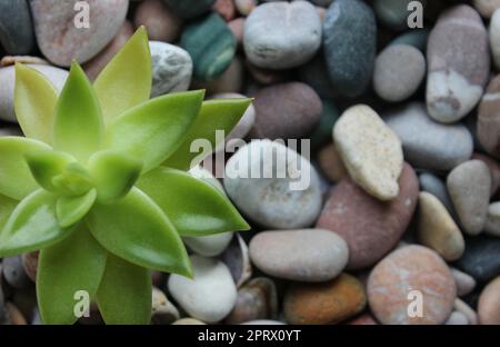 Exotic Plant Growth on A Rocky Soil Concept Photo für Hintergrundbilder oder Hintergrundbilder Stockfoto