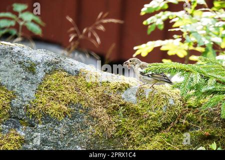 Kleben Sie Jungtiere auf einem Stein mit einer Raupe im Schnabel. Braunes, grünes Gefieder Stockfoto