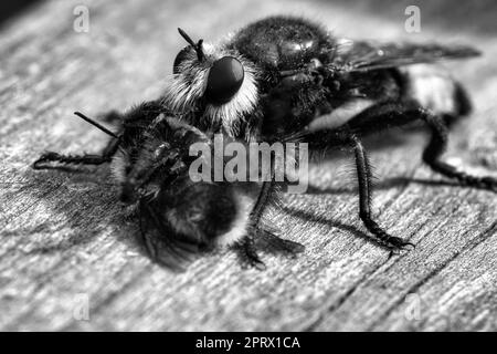 Gelbe Mordfliege oder Räuberfliege als Schwarzweißbild mit einer Hummel als Beute Stockfoto