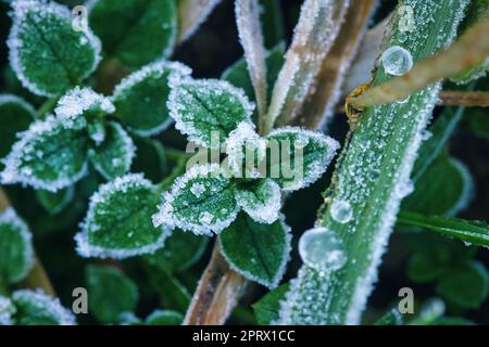 Eiskristalle auf noch grünen Pflanzen. Nahaufnahme von gefrorenem Wasser. Makroaufnahme Stockfoto