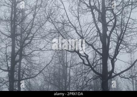 Verbrannter Wald von Kiefern der Kanarischen Inseln. Stockfoto