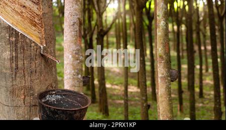 Gummigewindebohrer im Baumgarten. Naturlatex aus parakautschukhaltiger Pflanze. Gummibaumplantage. Die milchige Flüssigkeit oder der Latex entweicht aus der Wunde der Baumrinde. Latex sammelt sich in einem kleinen Eimer. Stockfoto