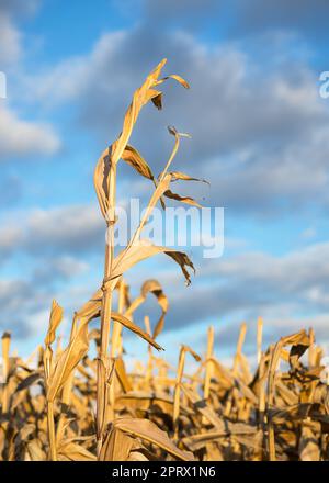 Getrocknete Maisstängel in einem Feld am Ende eines Sommers Stockfoto