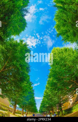 Ginkgo von Bäumen gesäumte Straßen von frischem Grün (Akishima) Stockfoto