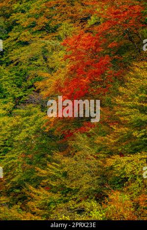 Okaw 4000 Herbstblätter Stockfoto