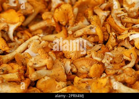 Pfifferlinge essbare Pilze im Einzelhandel Display Stockfoto