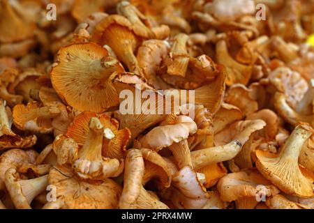 Pfifferlinge essbare Pilze im Einzelhandel Display Stockfoto